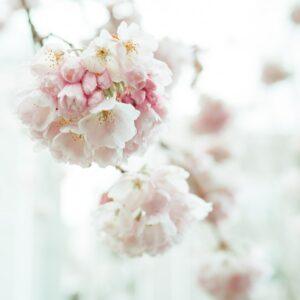 white and pink cherry blossom in close up photography